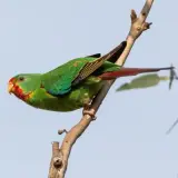 Apelul distinctiv al papagalului rapid a fost inregistrat