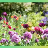 Semăna, crede, nu tunde: 15 moduri de a-ți pregăti grădina