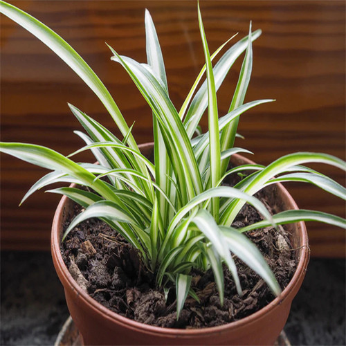 Chlorophytum comosum aka Spider Plant1.jpg