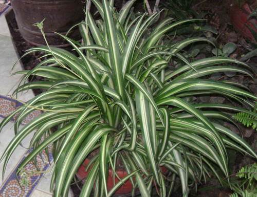 Hierbabuena 0611 Revised.jpg