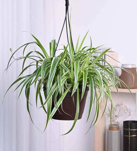 g vE4MBGXdeKhxsXQrv6tv9neeJ1j1y4ymFRLb6DP8Mq ySEp1FDg8TptHuaxXJRL qgw9yvn4zk83TO6zvEvYd Pl0LwVkmyqEo.jpg