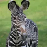 Zebra Zuri de la Grădina Zoologică Reid Park a fost eutanasiată după o fractură gravă