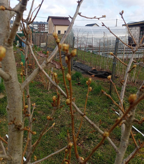 IMG 20260406 083542.jpg