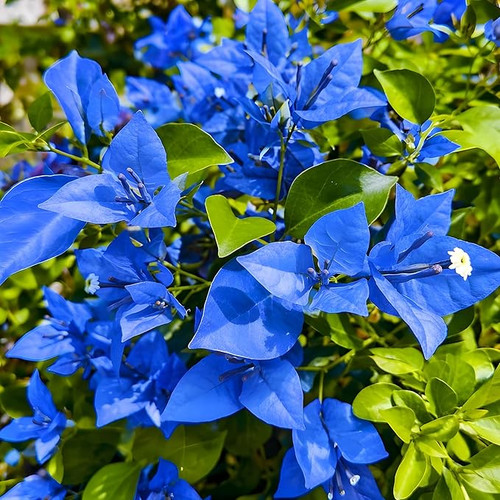 913PXnEA1DL. SX679 .jpg