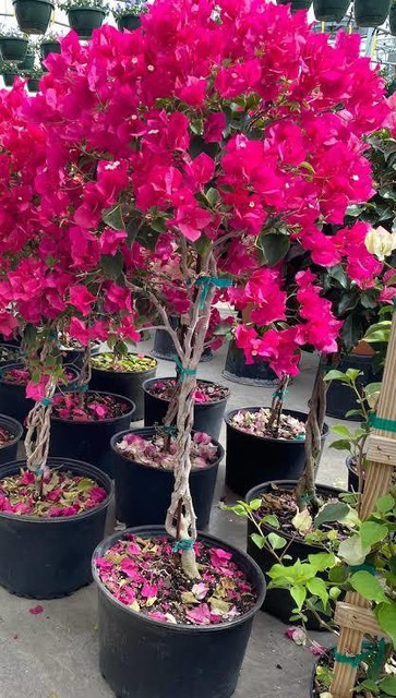 bougainvillea best attractive fl.jpg