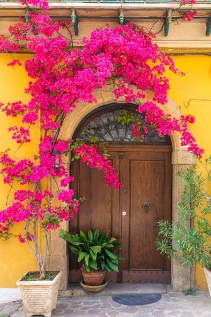 no perennial yes bougainvillea p (1).jpg