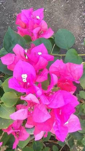 cloud farm bougainvillea plant c.jpg