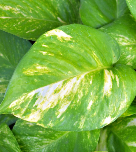 OutdoorPlantsshopify 55 627x700.jpg