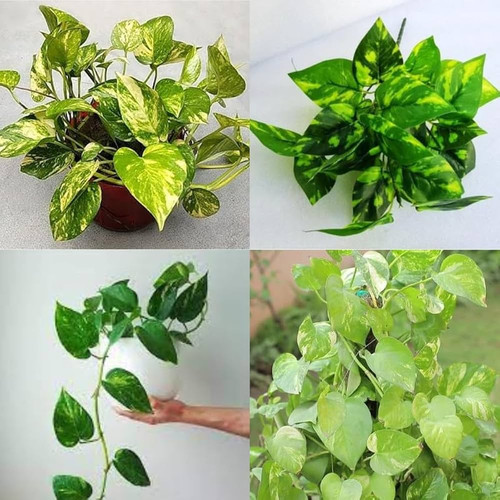 61PMkKbsrDL. AC UF1000,1000 QL80 .jpg