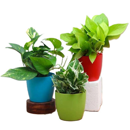 nurserylive combo packs plants money plant scindapsus pack of 3 plant 16969032925324 600x600 3fdbaa5.jpg