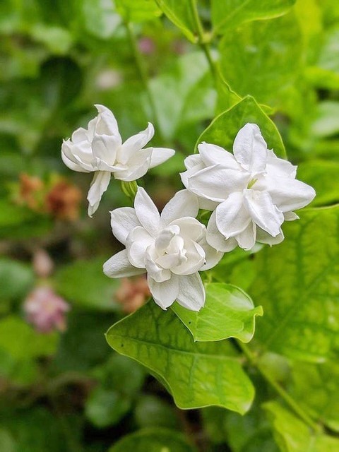 yes annual yes jasmine flower li.jpg