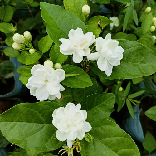 online plant bazar white arabian.jpg
