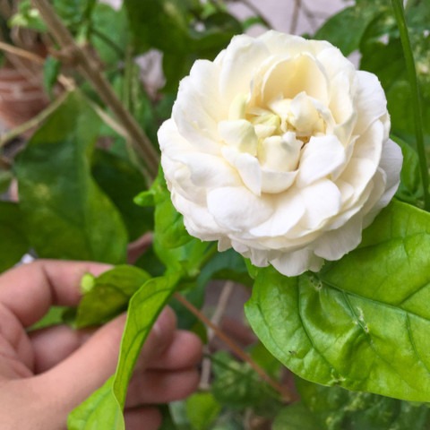 perennial no yes jasmine flower.jpg