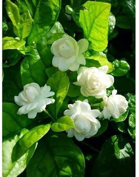 jasmine mogra live plant 1 healt.jpg