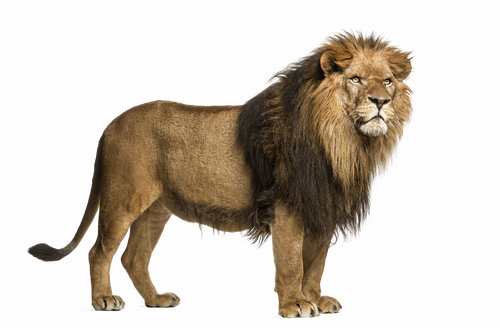 ae5ca9d869c9.png