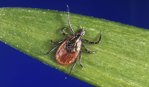 tick.jpg