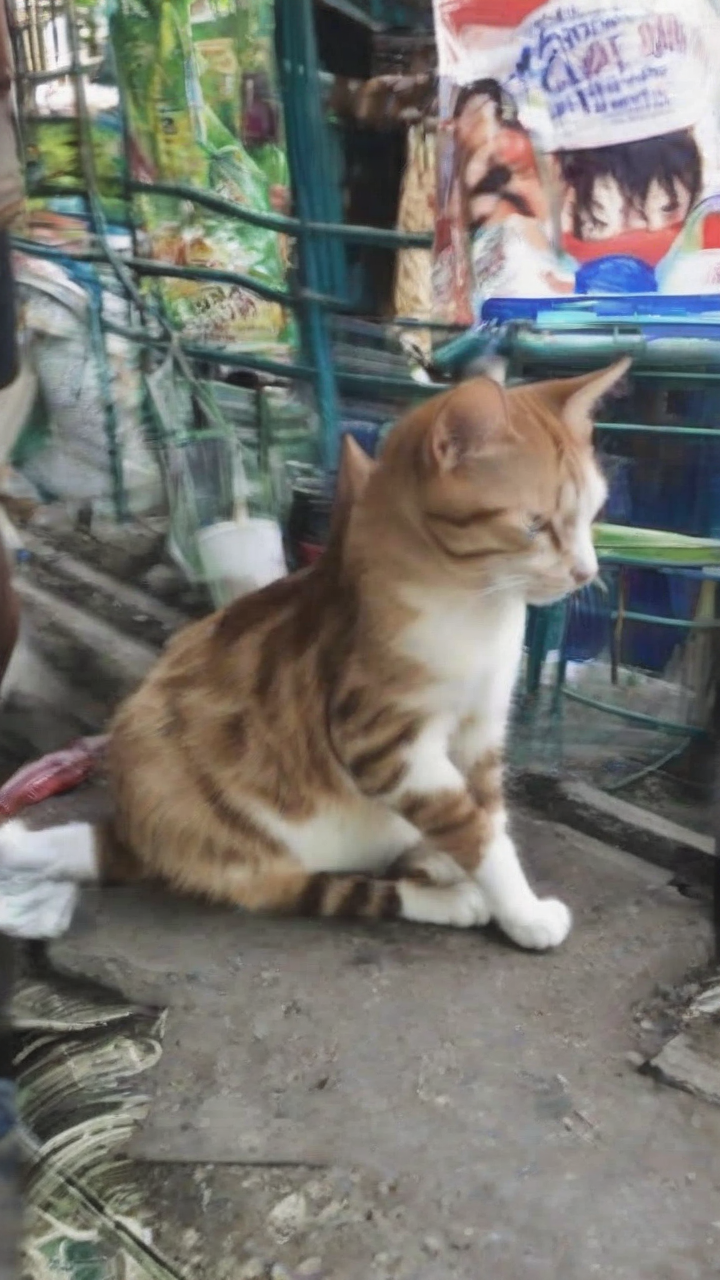 Backlash mounts over video of youths allegedly abusing pregnant cats in Tarlac