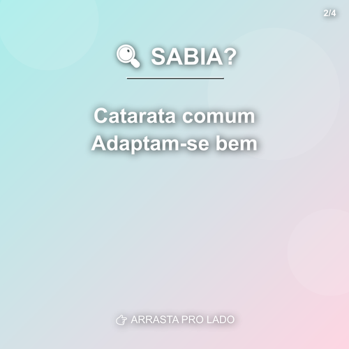carousel 1775484002369 slide2.png