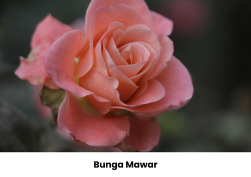 bunga mawar.2