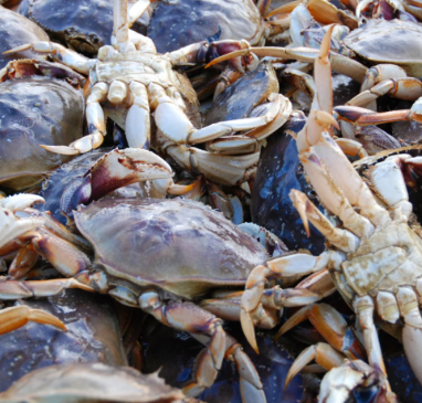 Sea Crab Mix, 500g, Medium Size, Whole Cleaned, Gross Weight Before Cleaning/Cutting