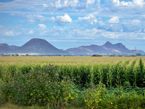 A yellow cornfield gives way to mountains in the distance, all below cloudy blue sky.jpg
