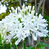 Agapanthus2.png
