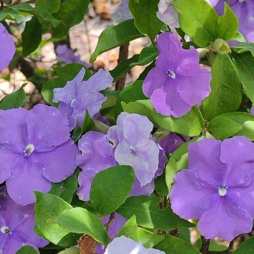 brunfelsia pauciflora2.jpg