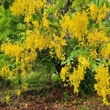 Amaltas2.png