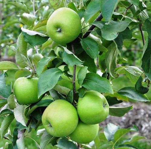 apple tree2.jpg