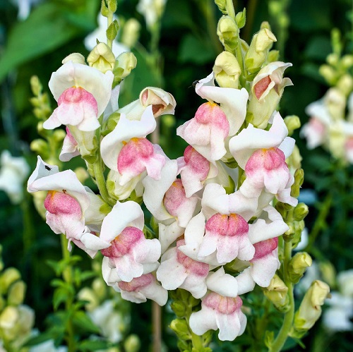 antirrhinum3.jpg