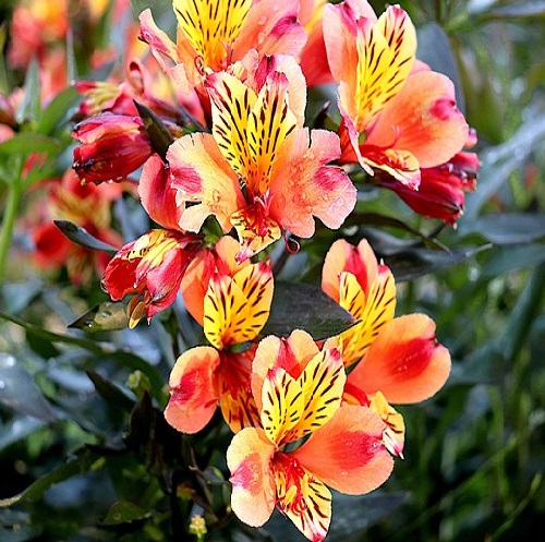 alstroemeria2.jpg