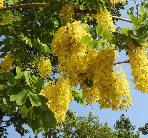 Amaltas3.jpg