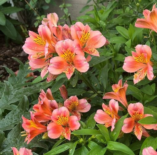 alstroemeria3.jpg