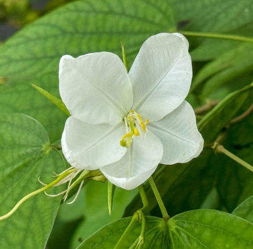 A beautiful close-up of the Bauhinia Acuminata flower, showcasing the delicate white petals and natu.jpg