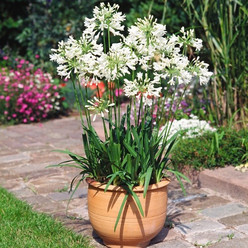 Agapanthus3.jpg