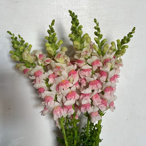 antirrhinum4.jpg