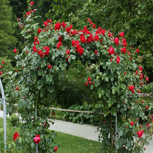 Climbing Rose2.jpg