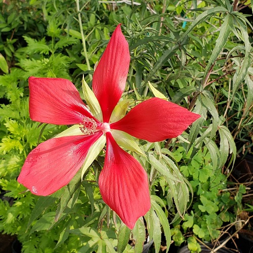 Hibiscus coccineus2.jpg