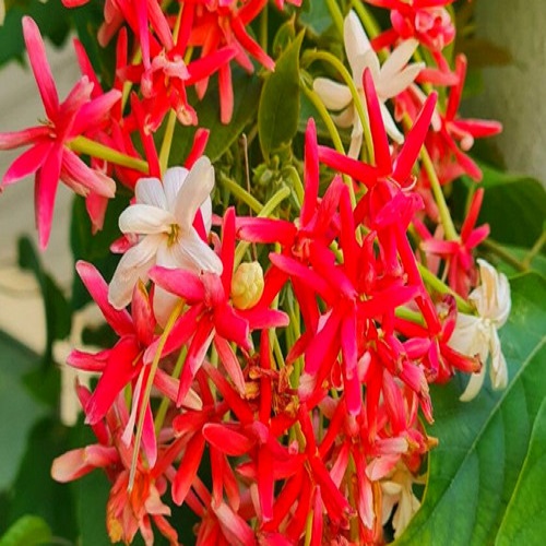 Combretum indicum6.jpg