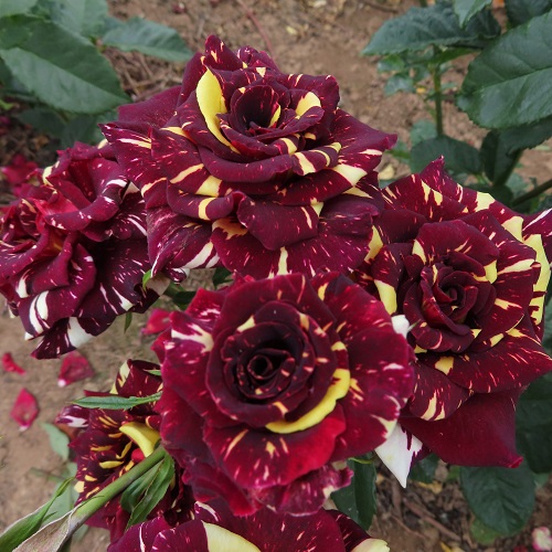 maroon rose 3.jpg