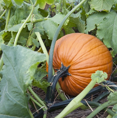 pumpkin1.jpg