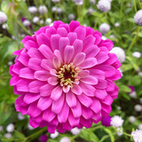 pink zinnia2.png
