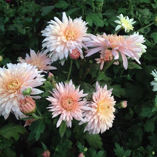 red chrysanthemum2.jpg