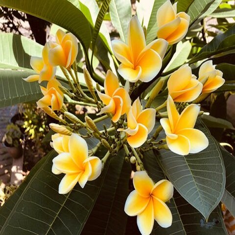 orange Plumeria alba2.jpg