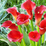 red calla lily3.png