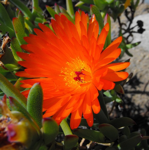 mesembryanthemum 2.jpg