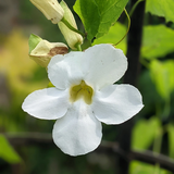 white Thunbergia2.png