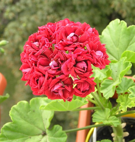 red Geranium 2.jpg