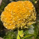 Cockscomb3.png