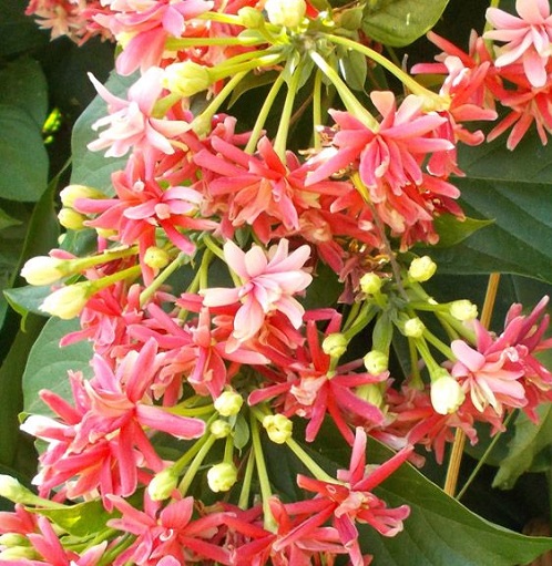 Combretum indicum7.jpg